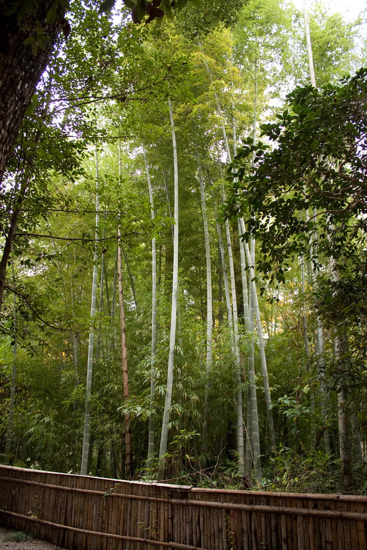 Kumamoto